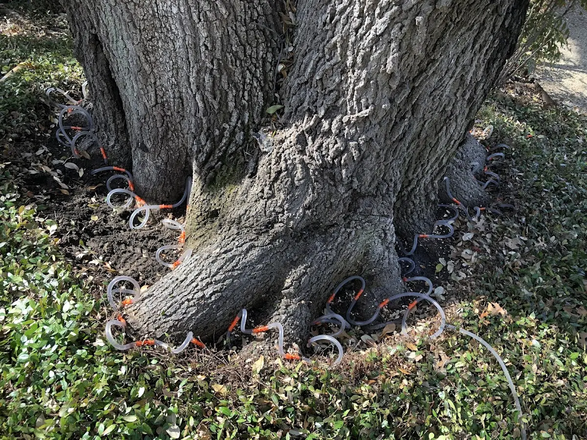Detailed Tree Cabling and Bracing job site in Plumville