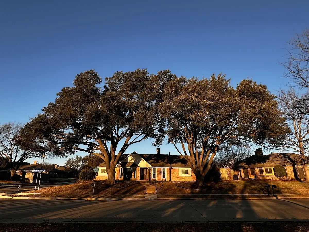 Established residential canopy tree shading a home in Plumville